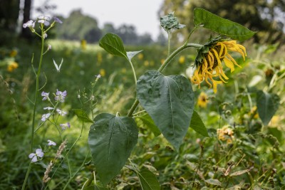 Na het spektakel van twee dagen geleden, het nk buikglijden, vandaag terug naar de natuur. De Weuste. Zoek het Koolwitje!