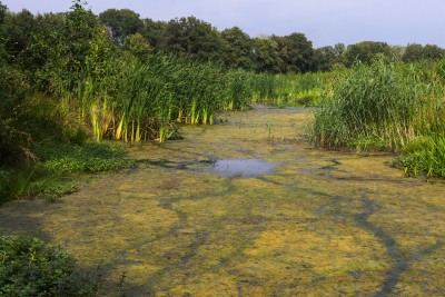 De Weuste waterbekken