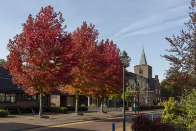 Reutum herfstkleuren