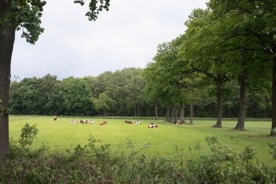 20250526 Reutum Haarlefertsweg de Weuste
