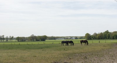 2026 2 mei Paarden langs de klootschietbaan